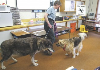True Wolf - 2012