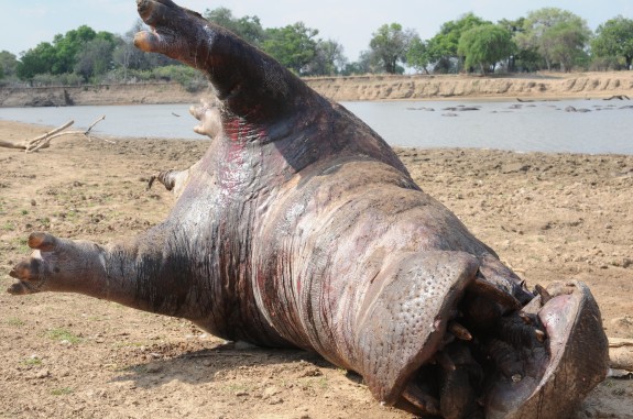 Eating Giants: Hippo - 2012 - 2