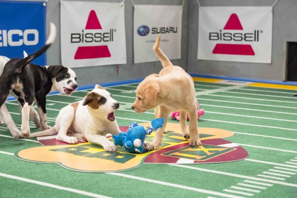 'Puppy Bowl: IX' airs on Animal Planet on Sunday, Feb. 3 at 3 p.m. — Photo courtesy of Animal Planet / Keith Barraclough