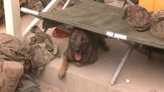A military working dog featured in 'Glory Hounds' — Photo courtesy of Animal Planet