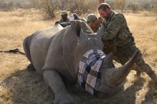 'Battleground: Rhino Wars' premieres March 7 — Photo courtesy of Animal Planet