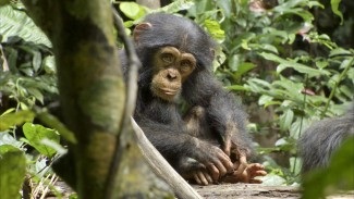 Oscar from Disneynature's 'Chimpanzee' — Photo courtesy of FIlm Grab
