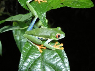 Red-eyed tree frog in Costa Rica  — Photo by John Soltes