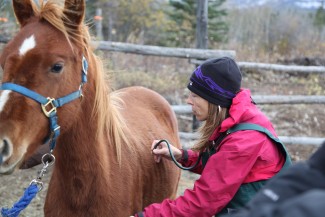 Dr. Michelle Oakley checks out a pair of horses outside of Destruction Bay, YT. Photo courtesy of © National Geographic Channels / Eric Stalzer.