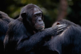 Two chimps grooming — Photo courtesy of NGS Image Collection  / Michael Nichols 