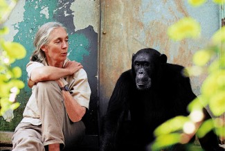 Dr. Jane Goodall with chimpanzee Freud at Gombe National Park in Tanzania — Photo © Michael Neugebauer