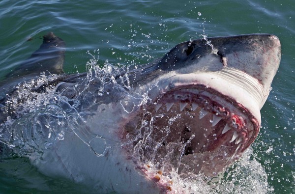A great white shark coming out of the water biting while searching for Colossus in South Africa — Photo courtesy of Discovery Channel