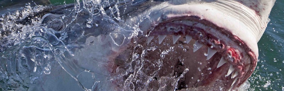 INTERVIEW: Filmmaker searches for Colossus great white on Shark Week