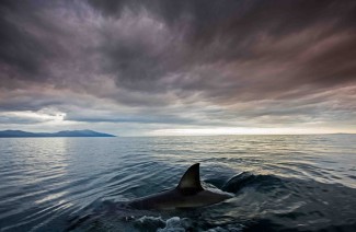 Something lurks beneath the surface on Shark Week — Photo courtesy of Discovery Channel