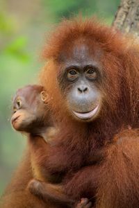 An orangutan and her baby — Photo courtesy of Animal Planet / BBC