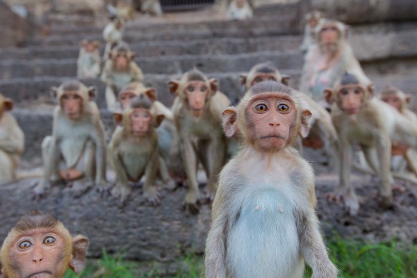 Young long-taled macaque while others look on — Photo courtesy of Animal Planet / BBC