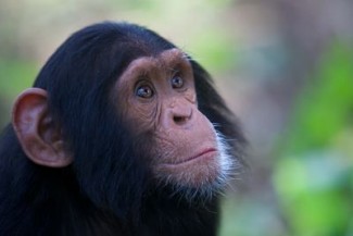 A young chimpanzee — Photo courtesy of Animal Planet / BBC