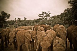 More than 4 million elephants have died in the last 60 years because of the illegal ivory trade — Photo courtesy of Kristian Schmidt / WildAid