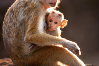 Kip is Maya's son, and both are featured in Disneynature's Monkey Kingdom — Photo courtesy of Jeff Wilson - Disney