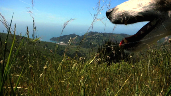 Lolabelle, a rat terrier, is featured in Heart of a Dog. Photo courtesy of Abramorama/HBO Documentary Films.