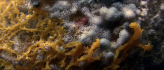 Slime molds move slowly in Tim Grabham and Jasper Sharp’s documentary The Creeping Garden. Courtesy of Cinema Iloobia/Ryan Bruce Levey Film Distribution.