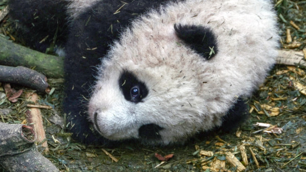FiFi's cub stars in Animal Planet's Panda Republic, set to air Tuesday, Jan. 26. Photo courtesy of Animal Planet / Mark Orton.