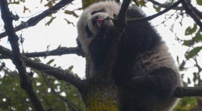 Panda Republic is set to air Tuesday, Jan. 26 on Animal Planet. Photo courtesy of Animal Planet / Mark Orton.