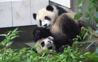 Shun Shun and Xi An play around in Panda Republic. Photo courtesy of Animal Planet / Mark Orton.