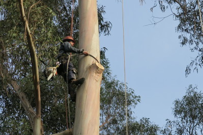 Rookie arborist Nate Esposito works in a tree on Deadliest Job Interview. Photo courtesy of Discovery Channel.