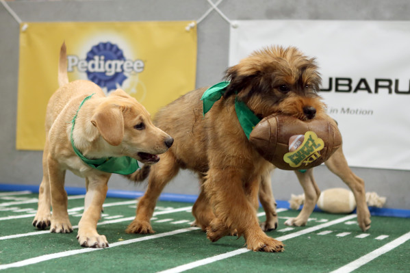 Puppy Bowl XII airs Sunday, Feb. 7. Photo courtesy of Animal Planet.