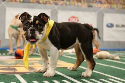 A puppy contestant readies for Puppy Bowl. Photo courtesy of Animal Planet.