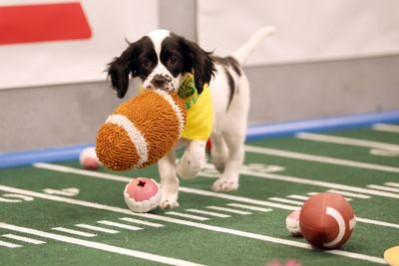 Is that a fumble at Puppy Bowl? Photo courtesy of Animal Planet.