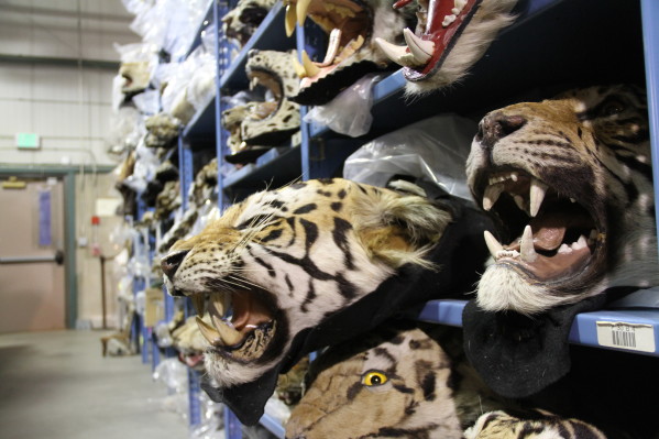 The U.S. is the #2 consumer of wildlife products behind China. Many of them end up here at the National Wildlife Property Repository. Photo courtesy of Ethan Johnson / OPS.