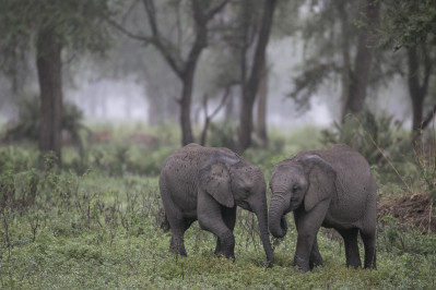 Baby elephants. Photo ©ElephantVoices