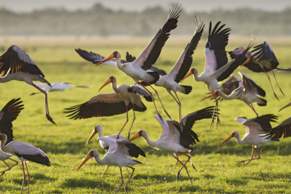 Birds taking flight. Photo © Piotr Naskrecki