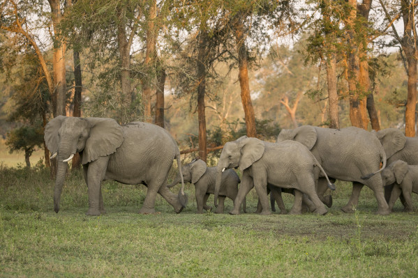 Elephants. Photo © ElephantVoices