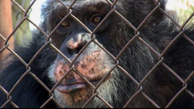 A chimpanzee named Merlin is featured in Unlocking the Cage, a film by Chris Hegedus and D.A. Pennebaker. Photo courtesy of Pennebaker Hegedus Films/HBO. A First Run Features Release.
