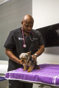 Dr. Aubrey Ross is one of the stars of The Vet Life, a new reality series on Animal Planet. Photo courtesy of Animal Planet.