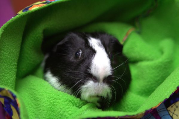 Jake the guinea pig gets checked into the clinic for bladder stones. Photo courtesy of National Geographic Channels/ Tim Kling.