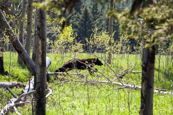 A black bear runs back into the woods on Rugged Justice. Photo courtesy of Animal Planet.