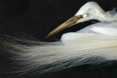 Snowy Egret, from the collection of the Western Foundation of Vertebrate Zoology. Credit: Rosamond Purcell. Courtesy of BOND/360.