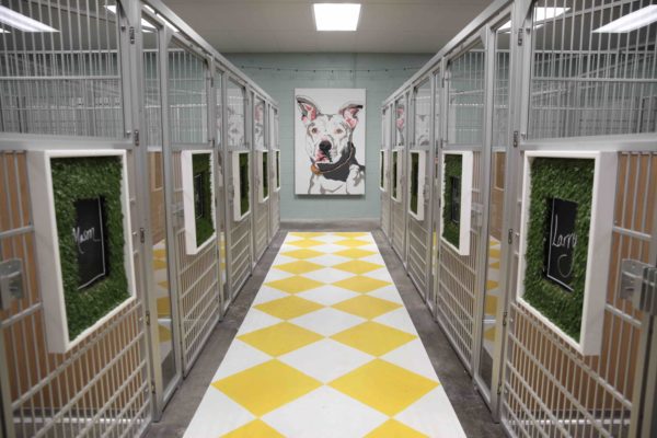 Two rescue shelters, including BARK in Virginia, are renovated on Pet Nation Renovation. Photo courtesy of Animal Planet.