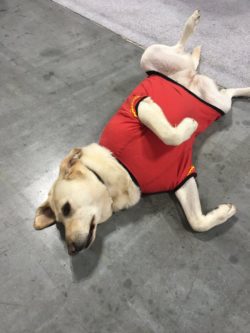 Everyone — both human and animal — enjoyed themselves at Star Trek: Mission New York. Photo by John Soltes.