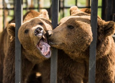 Bob and Screech, two grizzly bears, pose for the camera before their move. Photo courtesy of Animal Planet.