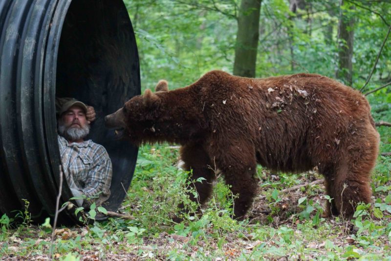 Jeff Watson teaches the bears about denning up. Photo courtesy of Animal Planet.