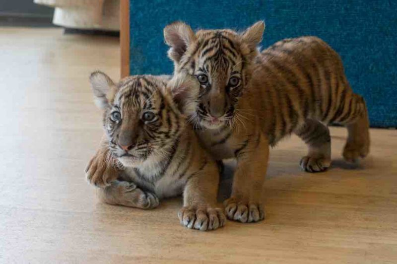 INTERVIEW: Go behind the scenes at the Bronx Zoo in new Animal Planet