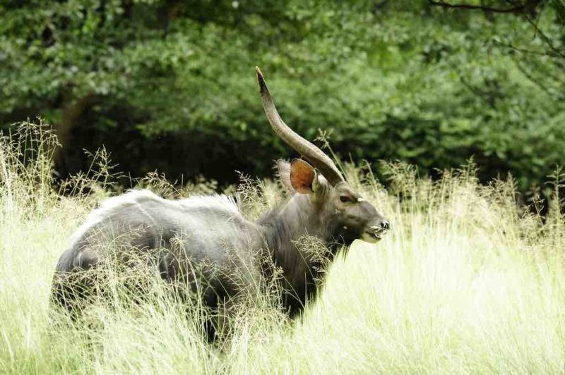 INTERVIEW: Go behind the scenes at the Bronx Zoo in new Animal Planet