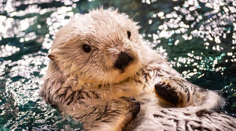 animalplamet slothcam animalplamet slothcam